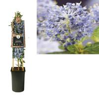 Klimplant Ceanothus thyrsiflorus var. repens Amerikaanse sering 75 cm Van der Starre - Van der starre - thumbnail