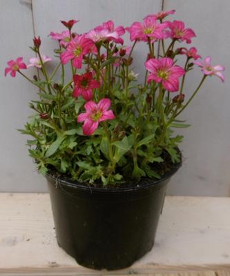 3 stuks! Saxifraga roze Steenbreek Warentuin Natuurlijk - Warentuin natuurlijk
