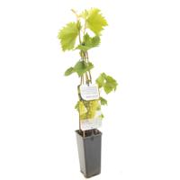 Druivenstruik Vitis vinifera Bianca - Witte druif - thumbnail