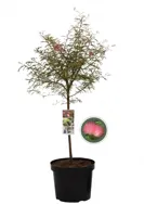 Surinaamse poederkwast - thumbnail