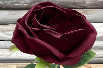 Enkele donkerrode roos Buitengewoon de Boet - Buitengewoon de boet Enkele donkerrode roos Buitengewoon de Boet - Buitengewoon de boet