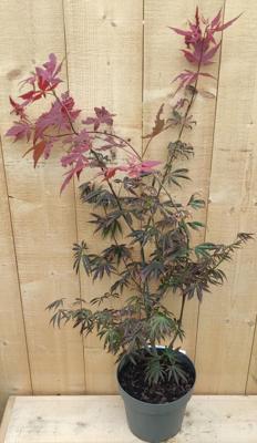 Japanse Esdorn Acer Rood struik 80 cm Warentuin Natuurlijk - Warentuin natuurlijk