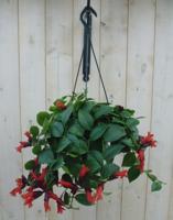 Hangplant Aeschynanthus Lipstick Warentuin Natuurlijk - Warentuin natuurlijk - thumbnail