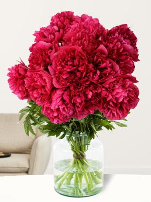 15 rode pioenrozen - Red Charm