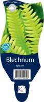 Blechnum spicant vaste plant Griffioen - Griffioen - thumbnail