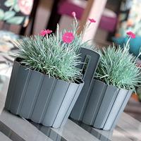 Prosperplast Muur plantenpothoutlook - 20 x 15 cm - parel wit - thumbnail