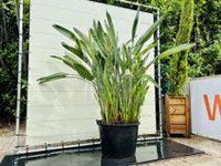 Paradijsvogelbloem - Strelitzia Reginae - hoogte 200 - 250 cm - thumbnail