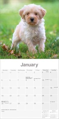 Tibetaanse Terrier Kalender 2026 Tibetaanse Terrier Kalender 2026