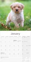 Tibetaanse Terrier Kalender 2026 - thumbnail