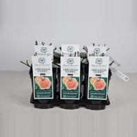 Engelse roos (rosa "Abraham Darby"®) - C5 - 1 stuks - thumbnail
