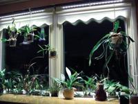 Linear langwerpige kweeklamp led wit 30 graden 40w 120 cm BTT & Parus - Btt - thumbnail