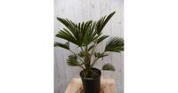 Winterharde Palmboom hoogte 70 cm Chamaerops Warentuin Natuurlijk - Warentuin natuurlijk - thumbnail