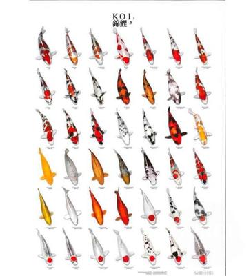 Koiposter nr.3 gelamineerd 68x90 cm Aquadistri - Aquadistri