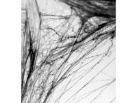 Spinnenweb Halloween Met 2 Spinnen Zwart - thumbnail