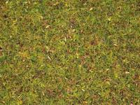 NOCH 8330 Strooigras Bloemenweide Groen (gemiddeld) - thumbnail