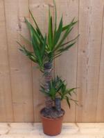 Palmlelie Yucca Elephantipes potmaat 21 cm H70-90 cm 2 stammen kamerplant Warentuin Natuurlijk - Warentuin natuurlijk - thumbnail