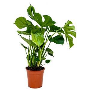 Monstera Deliciosa M gatenplant kamerplant Monstera Deliciosa M gatenplant kamerplant