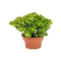 Crassula ovata minor M kamerplant - thumbnail