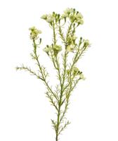 Waxflower kunsttak 65 cm groen - thumbnail