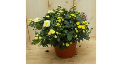3 stuks! Mini bol chrysant geel Chrysanthemum Warentuin Natuurlijk - Warentuin natuurlijk