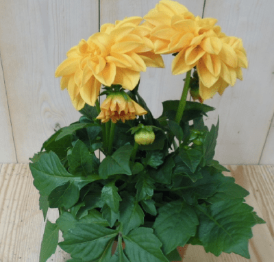 2 stuks! Dahlia geel Warentuin Natuurlijk - Warentuin natuurlijk