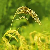 Weleda Millet Nourishing Shampoo 190 g 190 ml - thumbnail