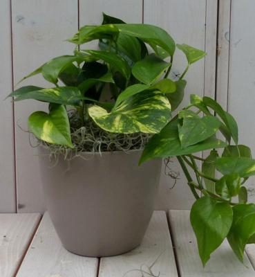 Epipremnum geelgroen taupe pot 25 cm Warentuin Natuurlijk - Warentuin natuurlijk