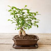 Bonsai schotel rechthoekig L Esschert Design - Esschert design - thumbnail