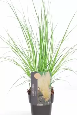 Siergras Cortaderia selloana Pumila - Pampasgras 17cm
