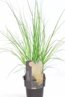 Siergras Cortaderia selloana Pumila - Pampasgras 17cm - thumbnail