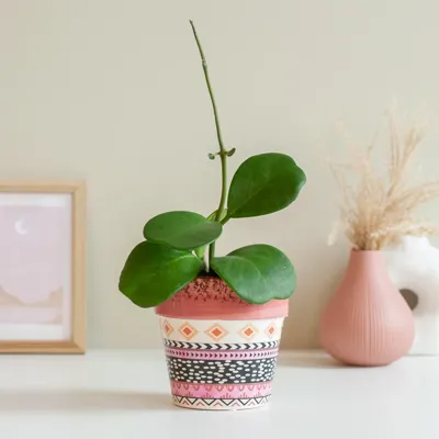 Hoya Kerrii - hartjesplant - P11