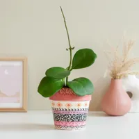 Hoya Kerrii - hartjesplant - P11 - thumbnail