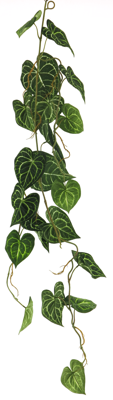 Scindapsus alba garland green 109cm Scindapsus alba garland green 109cm