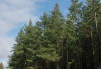 Douglasspar - thumbnail