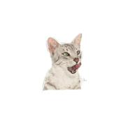 Royal Canin SENSORY Taste in Gravy natvoer kattenvoer zakjes 12x85g - thumbnail
