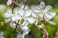 Prachtkaars - thumbnail