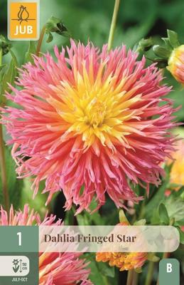 Dahlia fringed star