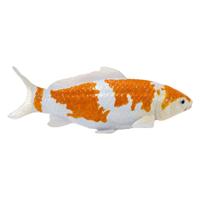 Mojo sealife koi karper - ochiba shigure koi - 381104 - thumbnail