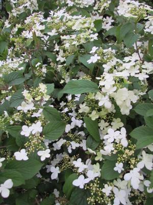 Japanse sneeuwbal op stam