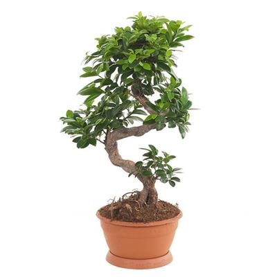 Ficus Microcarpa 'Ginseng' P 22 cm Ficus Microcarpa 'Ginseng' P 22 cm