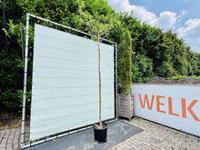 Perzische Slaapboom - Albizia Julibrissin - thumbnail