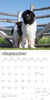Newfoundlander Kalender 2026