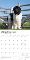 Newfoundlander Kalender 2026 - thumbnail