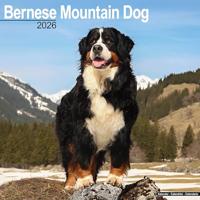 Bernese Mountain Dog Calendar 2026 Square Dog Breed Wall Calendar - 16 Month - thumbnail