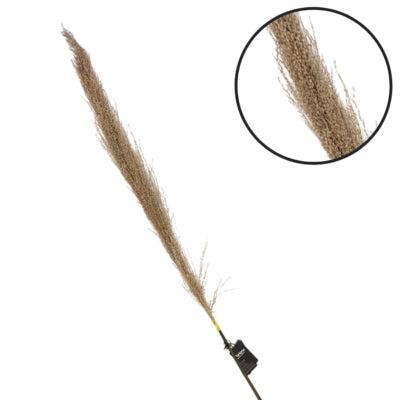 Parlane pampas gras naturel 120 cm | 18 stuks