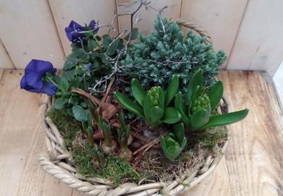 Hyacint de luxe plantenbakje buiten Warentuin Natuurlijk - Warentuin natuurlijk