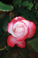 Stamroos - thumbnail