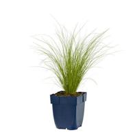 Stipa tenuissima Ponytails vaste plant Griffioen - Griffioen - thumbnail