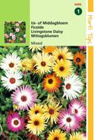 Zaden Dorotheanthus IJs- of Middagbloem gemengd Hortitops - Hortitops - thumbnail