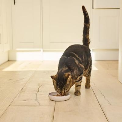 LILY'S KITCHEN CAT ORGANIC FISH PATE - thumbnail